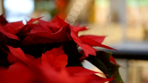 Цветок пуансеттии в зимние каникулы — стоковое видео