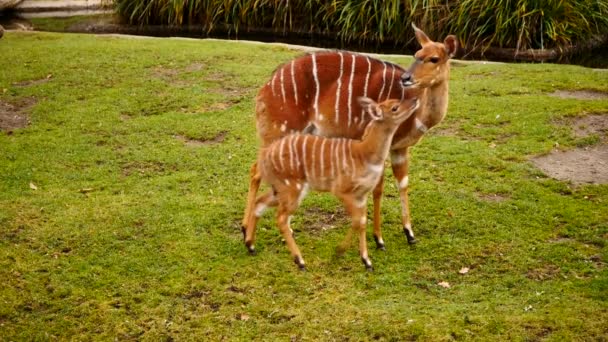 Nyala antelopes outdoors — Stock Video