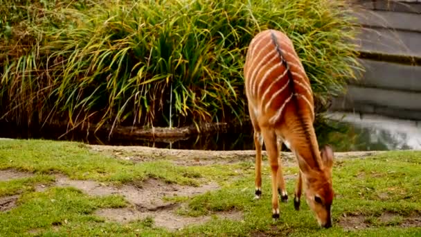 Nyala antílope al aire libre — Vídeo de stock