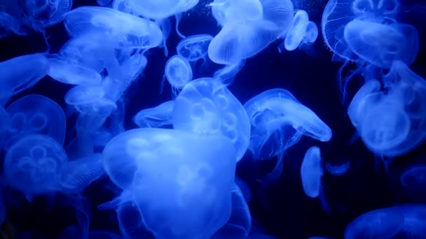 Moon jellies in the aquarium — Stock Video