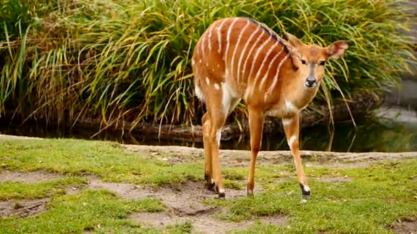 Nyala antelope outdoors — Stock Video