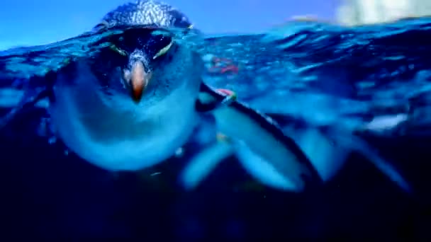 Bebek kral penguen yüzme — Stok video