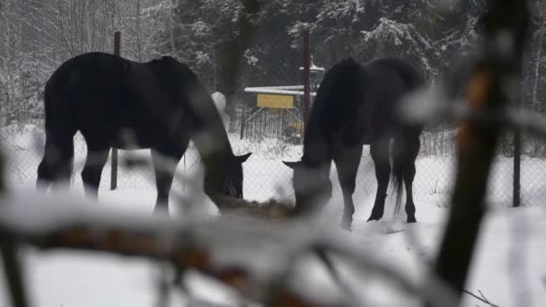Две лошади зимой едят сено — стоковое видео