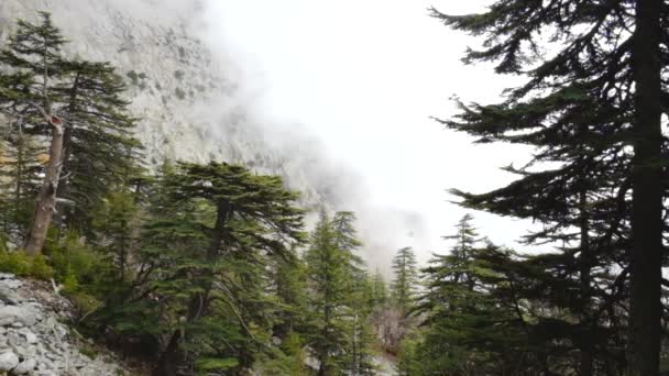 Timelapse de niebla brumosa que sopla sobre árboles de cedro — Vídeos de Stock