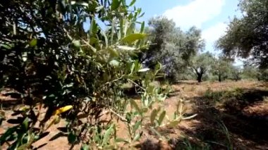 Yeşil zeytin ağacı ekimi