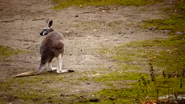 Small kangaroo outdoors — Stock Video