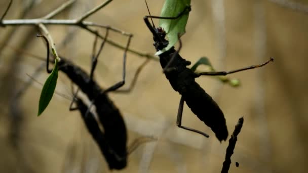 Тропическое насекомое на кустарнике ест зеленый лист — стоковое видео