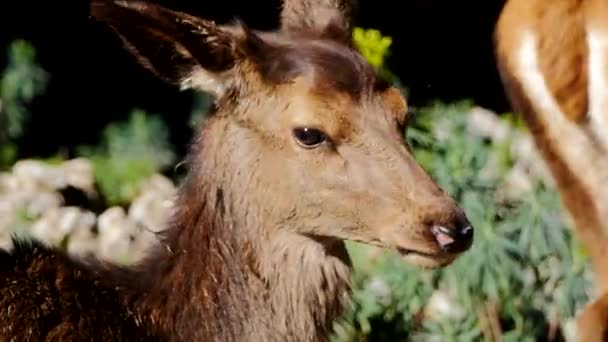 Bébé chevreuil dans la forêt — Video