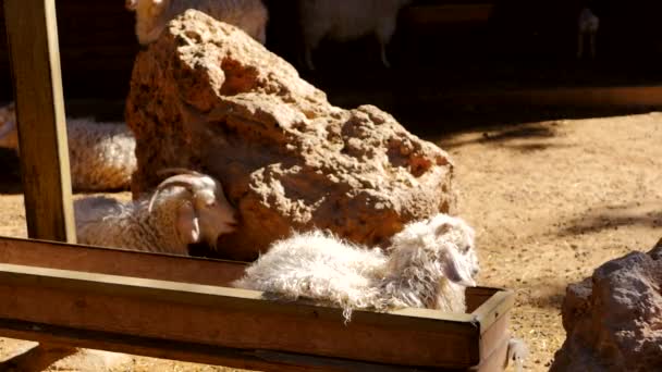 動物園でヤギに餌をやり — ストック動画