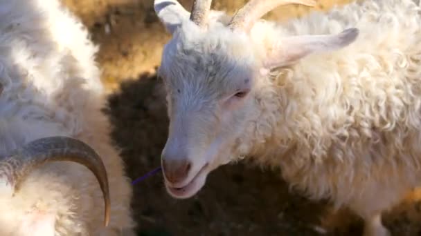 Hayvanat bahçesinde dinlenen iki koyun. — Stok video