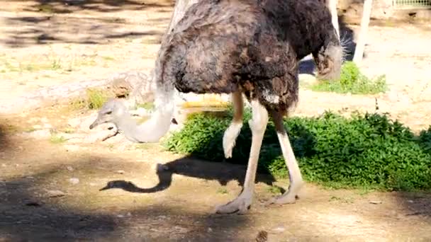 Ostrich in the zoo. — Stock Video
