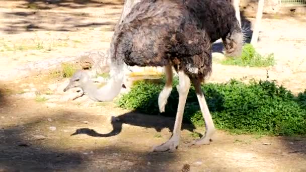 Autruche dans le zoo. — Video