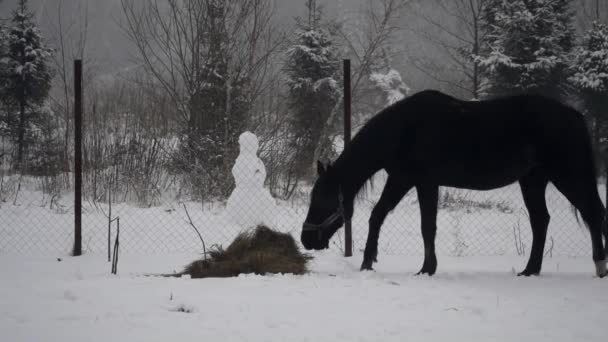 Чорний кінь їсть сіно взимку — стокове відео