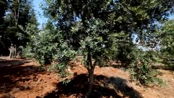 Плантация зеленых оливковых деревьев — стоковое видео