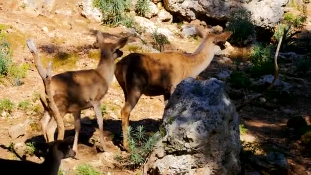 Ciervos de corzo bebé en el bosque — Vídeos de Stock