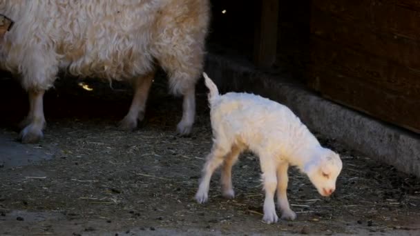 Овцы едят жвачку — стоковое видео