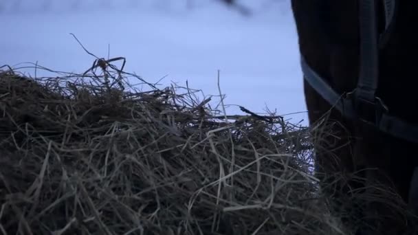 Кінь їсть сіно взимку — стокове відео