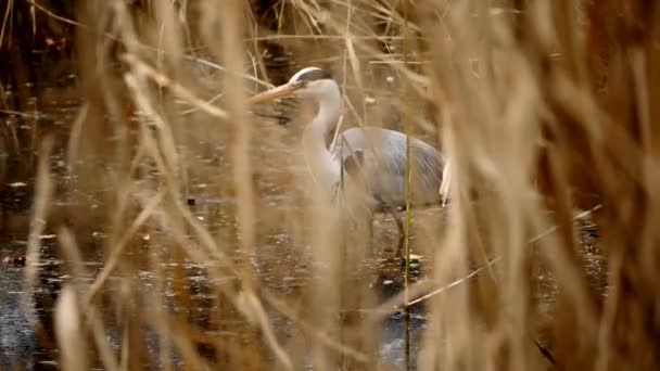 Grand héron chassant les poissons dans la rivière — Video