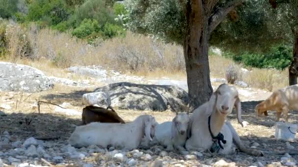 Cabras em um sulco de azeitona na Turquia — Vídeo de Stock