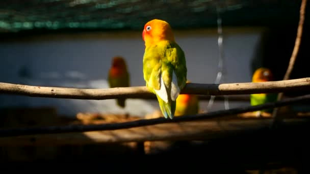 Agapornis perroquet dans la cage — Video