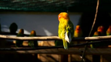 Kasklı gine kuşu ,Numida meleagris, açık havada