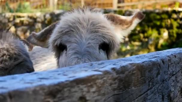 Agneau mignon dans la ferme — Video