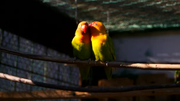 Couple of agapornis parrots in the cage — Stock Video