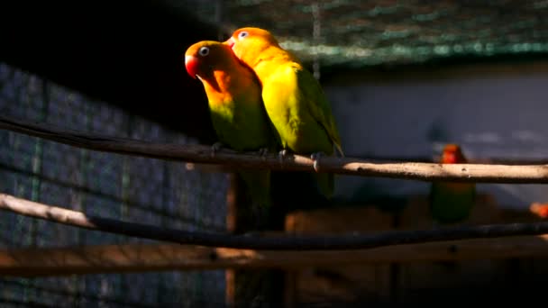 Пара попугаев агапорнис в клетке — стоковое видео