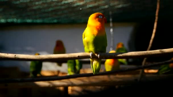 agapornis perroquet dans la cage 