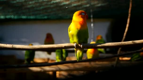 Papagaio agapornis na gaiola — Vídeo de Stock