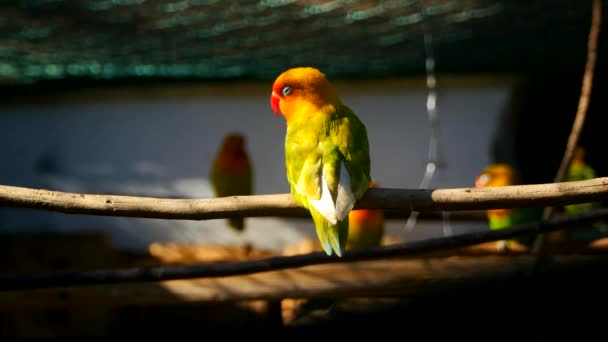 Papagaio agapornis na gaiola — Vídeo de Stock