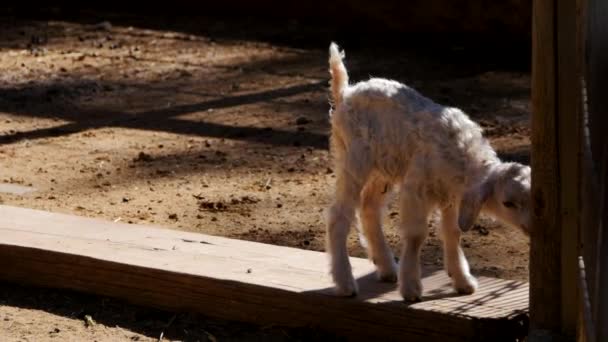 Agneau mignon dans la ferme — Video