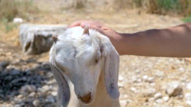 Erkek dışarıda bebek keçi okşayarak