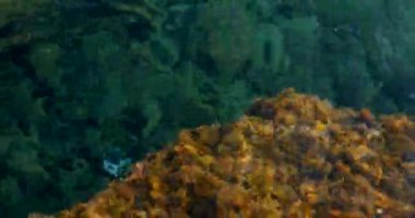 Soyut doğa yaz deniz arka plan