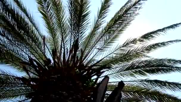 Vista de la palma desde el punto bajo — Vídeo de stock