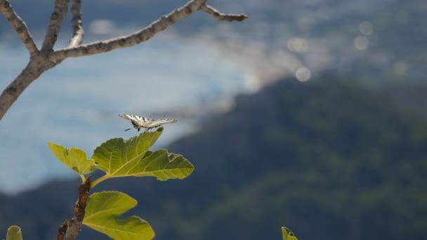 Blízká půvabný motýl sedící na větvi — Stock video