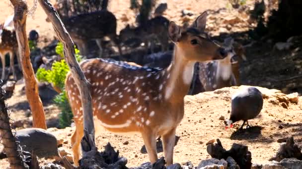 Ciervos de corzo bebé en el bosque — Vídeo de stock