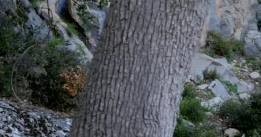 Türkiye'de Antalya yakınlarındaki Antik kenti Thermessos