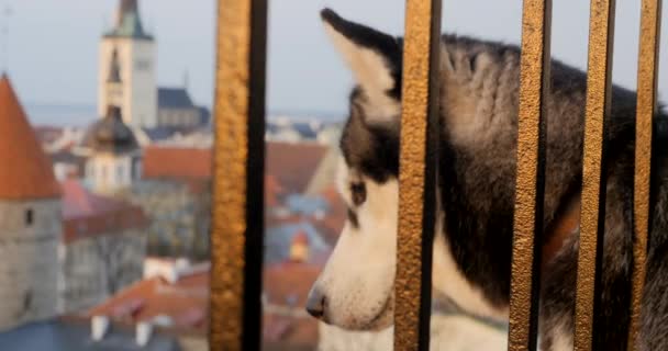 Brown eyed husky outdoors in old Tallinn — Stock Video