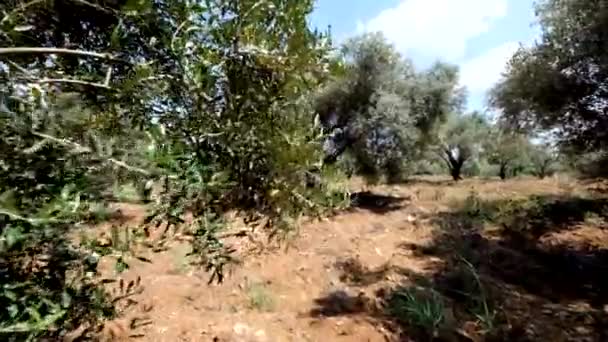 Green olive tree plantation — Stock Video