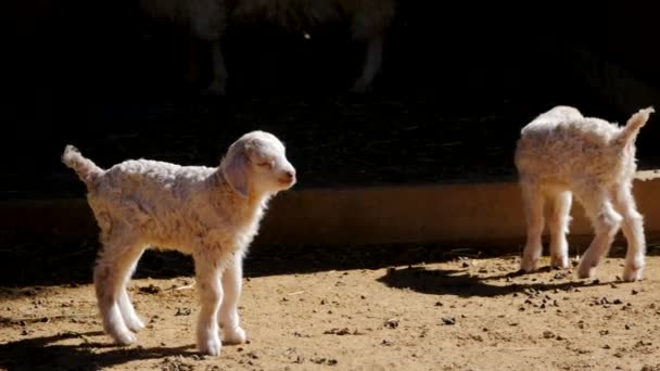 Agneau mignon dans la ferme — Video