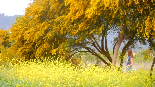 Arbre jaune de printemps — Video