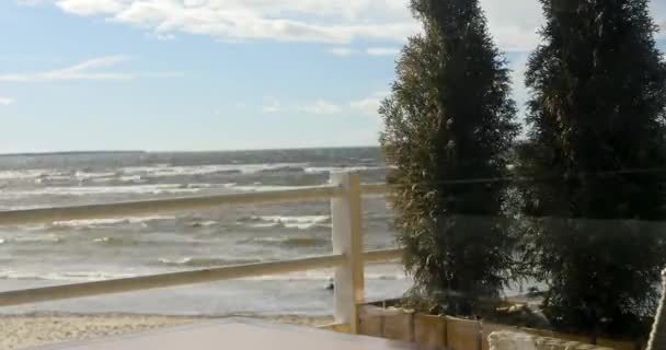 Thuja albero in un parco all'aperto in un vaso da fiori — Video Stock