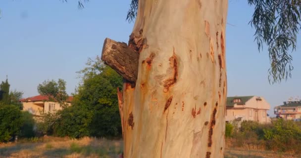 Chapéu de palha, sumo e óculos de sol — Vídeo de Stock