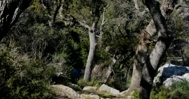 Vista de un sendero forestal — Vídeos de Stock