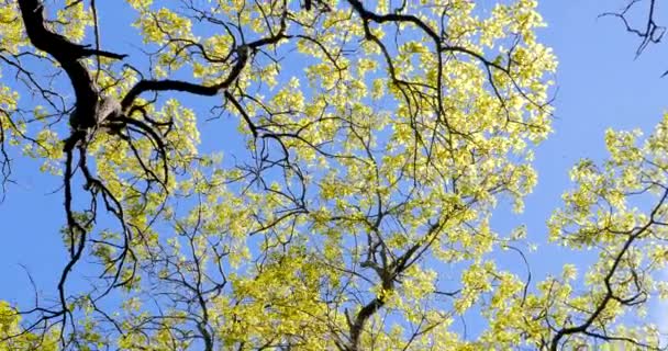 Álamo plateado floreciente. Álamo de plata en primavera . — Vídeo de stock