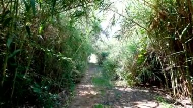 Gür yolda yürüyün, süzülür, egzotik bitkiler.