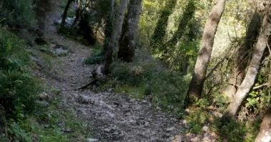 Orman yolunun görünümü