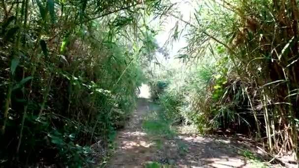 Caminhe pelo caminho arbustivo, deslize tiro, plantas exóticas em volta . — Vídeo de Stock