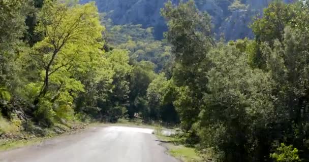 Vista de uma estrada florestal — Vídeo de Stock